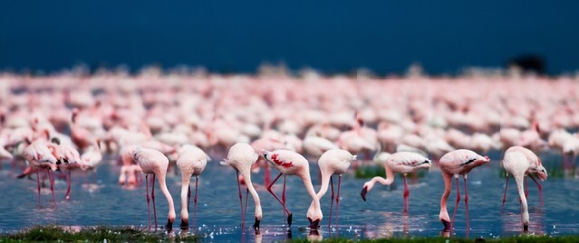 Flamingos at Lake Nakuru, Kenya